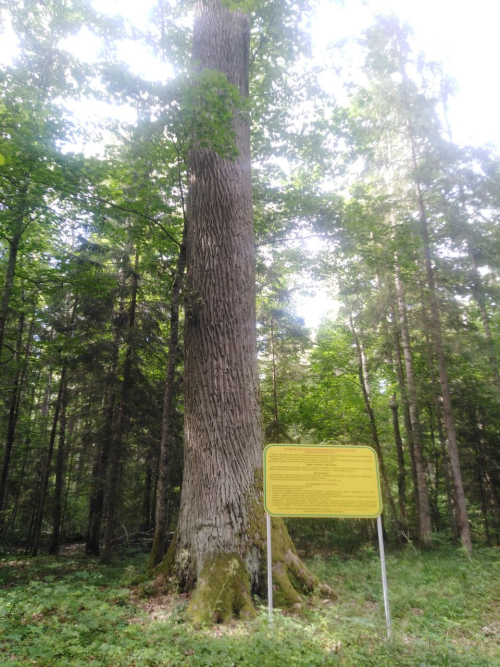 Хомичский дуб-гигант