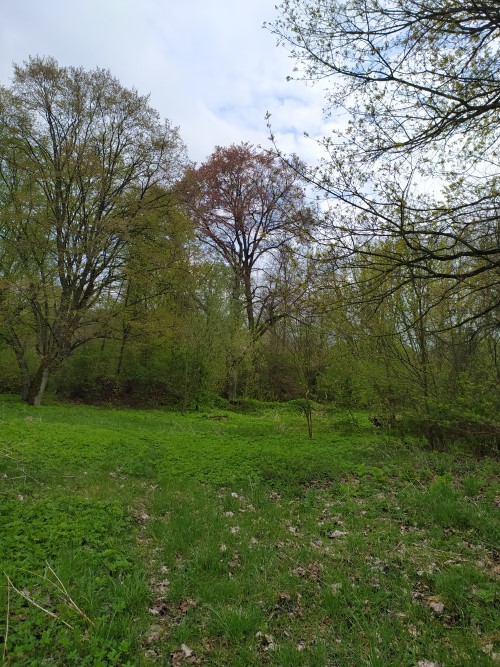 Ljutinskie purple European beech trees