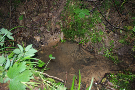 Демидовичские родники