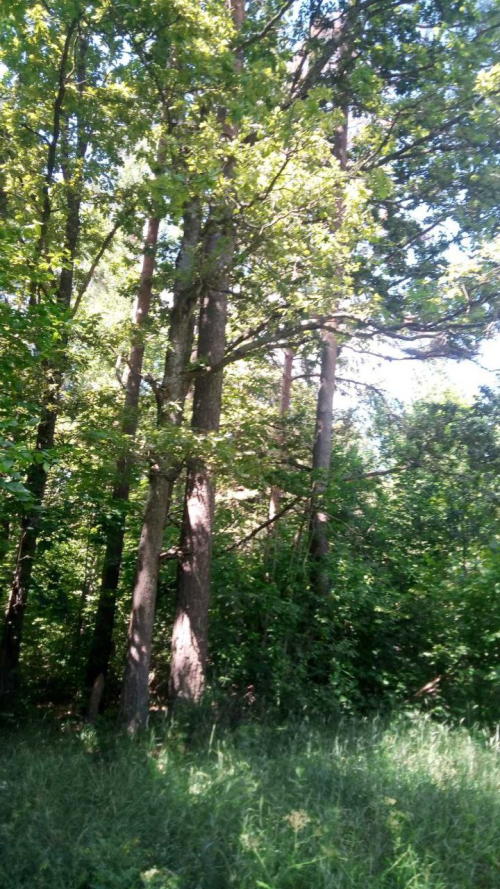 Заказник «Тагиное»