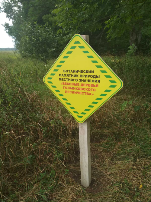 Вековые деревья Голынковского лесничества