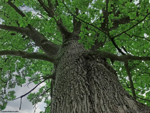 Грушевский парк с дубом «Девайтис»