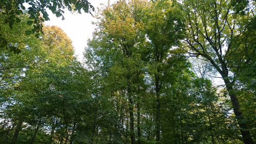 Вековое широколиственное насаждение