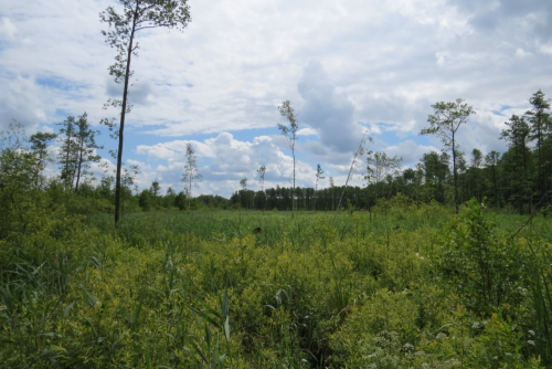 Myshanka River Mouth