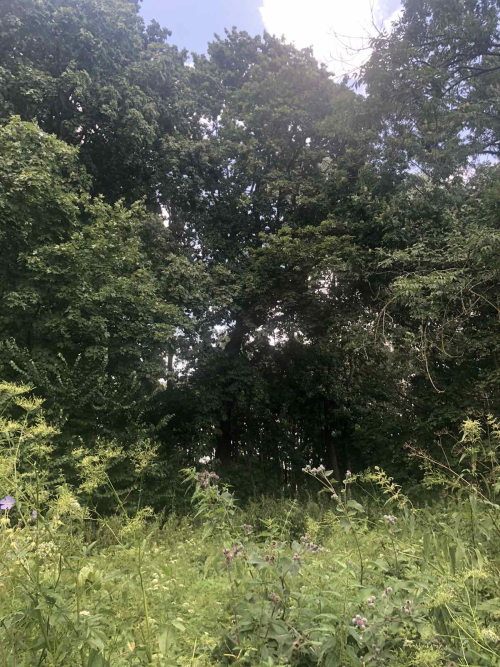 Парк Игнатичи