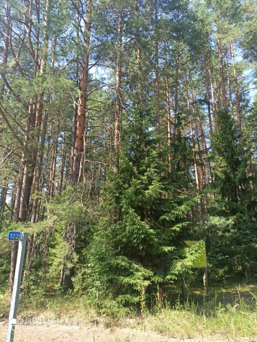 Эталонное насаждение сосны