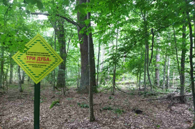 Leshnianskaya oak forest (three oaks)