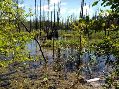 Заказник «Мокрое-2»