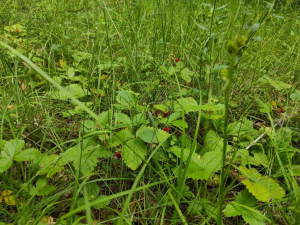 Заказник «Глебковка»