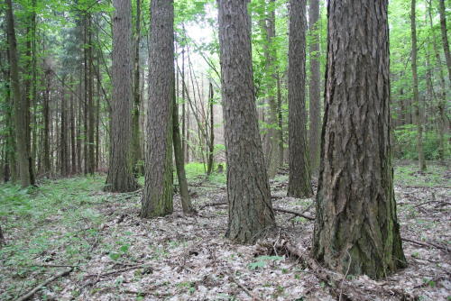 Zelenevichskie old-growth larch plantations