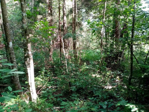 Заказник «Лютино»