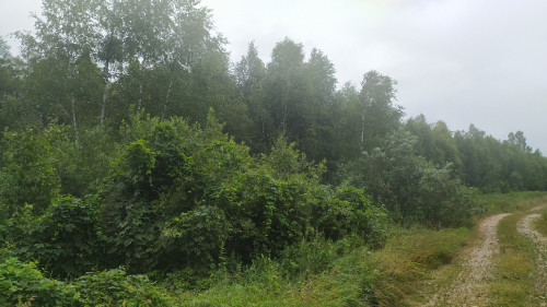 Заказник «Величковичи»