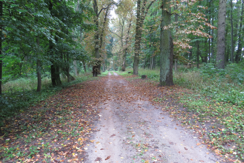 Municipal park in the town of Vysokoe