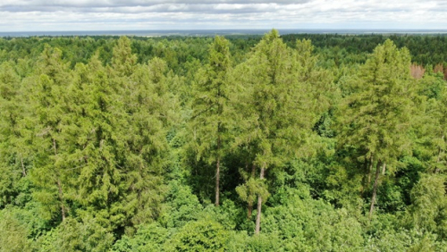 Лиственница в Лебедевском лесничестве