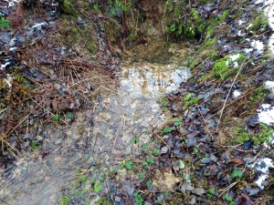 Родник «Исток реки Птичи»