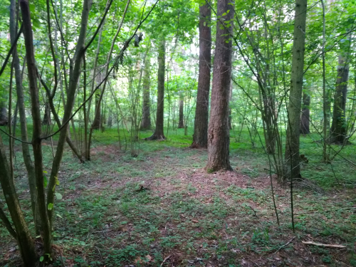 Лесные богатыри