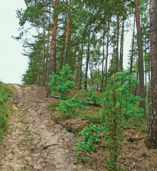 «Слободковская выдма»