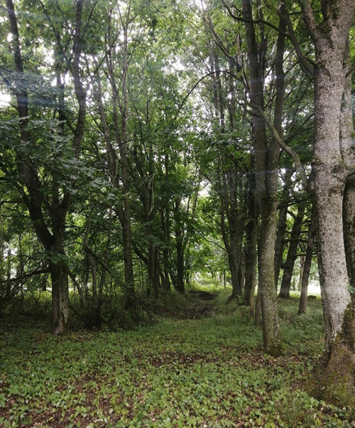 Парк «Новая веска»