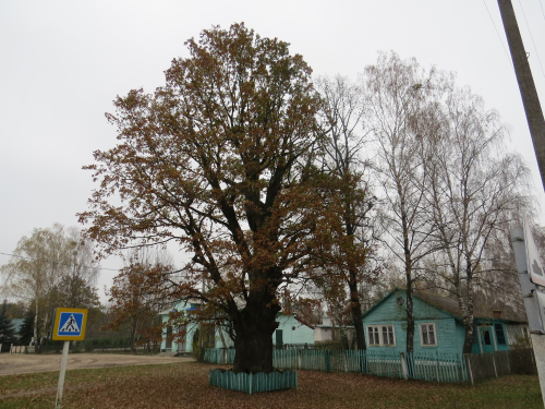 Napoleonovsky oak
