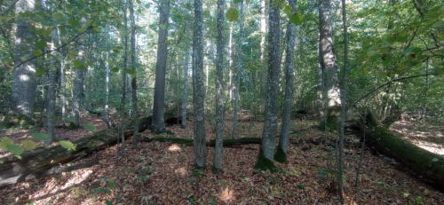 Заказник «Буда-Кошелевский»