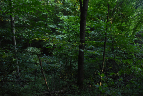 Заказнiк «Віцебскі»