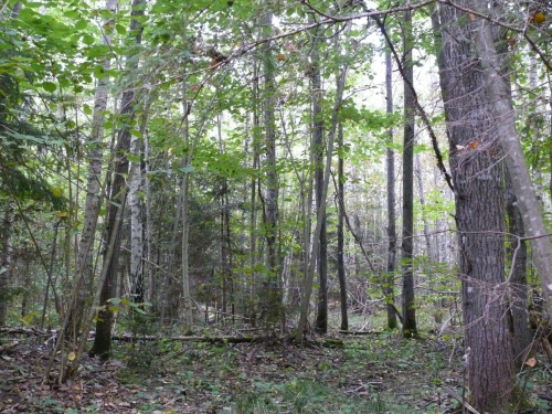 Заказнiк «Саснягі»