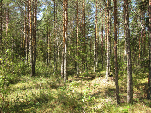 Тарфяны заказнік “Лясное”