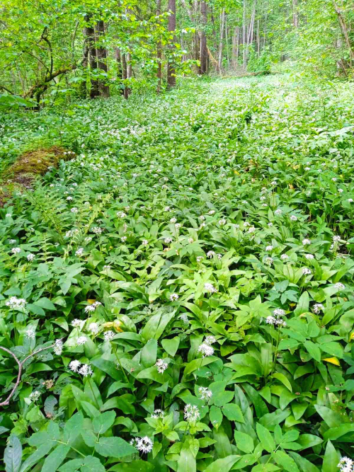 Заказнiк «Мядзведжы лук»