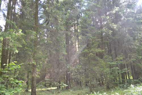 Заказнiк «Дзядок»