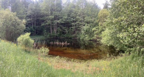 Заказнiк «Віржы»