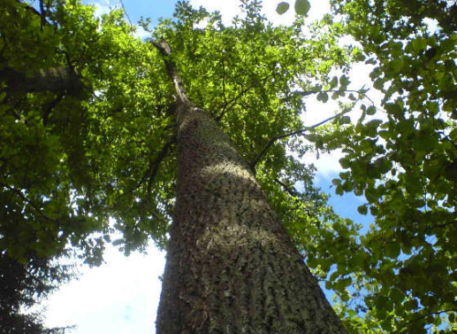 Чыстая дуброва "Язненская"