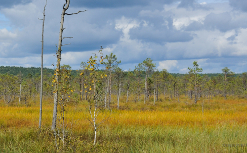 Zaborovsky Mokh nature reserve