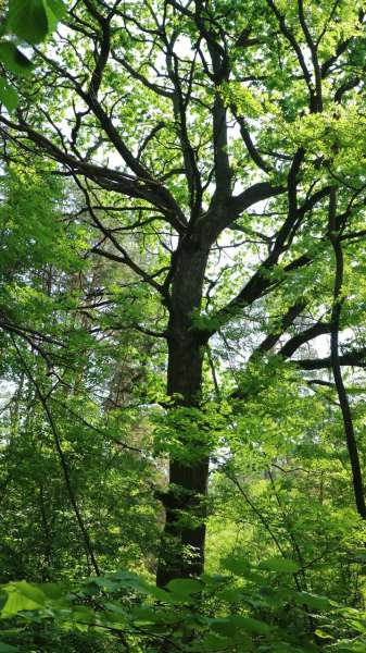 Rechica Forestry century-old trees