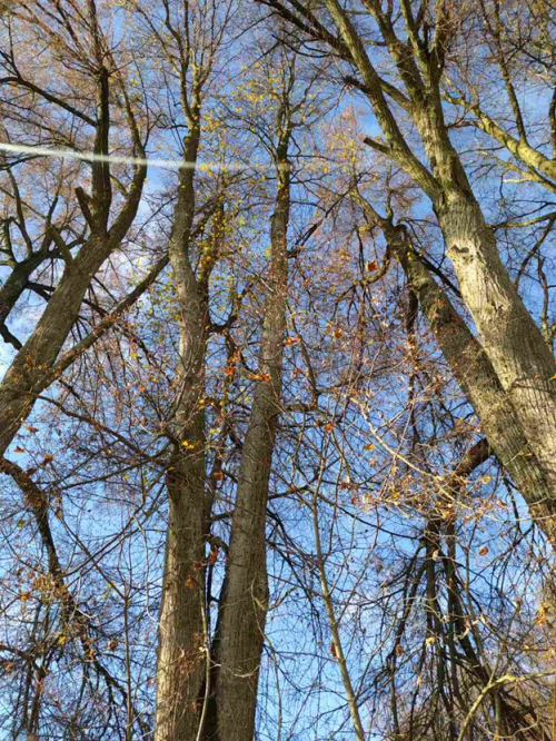 Century-old avenue in the village of Boyary