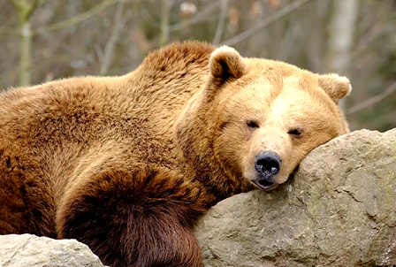 «Опасным медведь является в 3 ситуациях». Что делать, если встретился в лесу с косолапым хищником? | РТР Беларусь